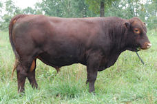 Lenoir’s Sir James