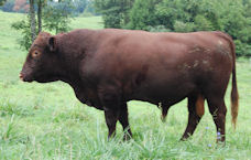 Lenoir’s Alona Lad